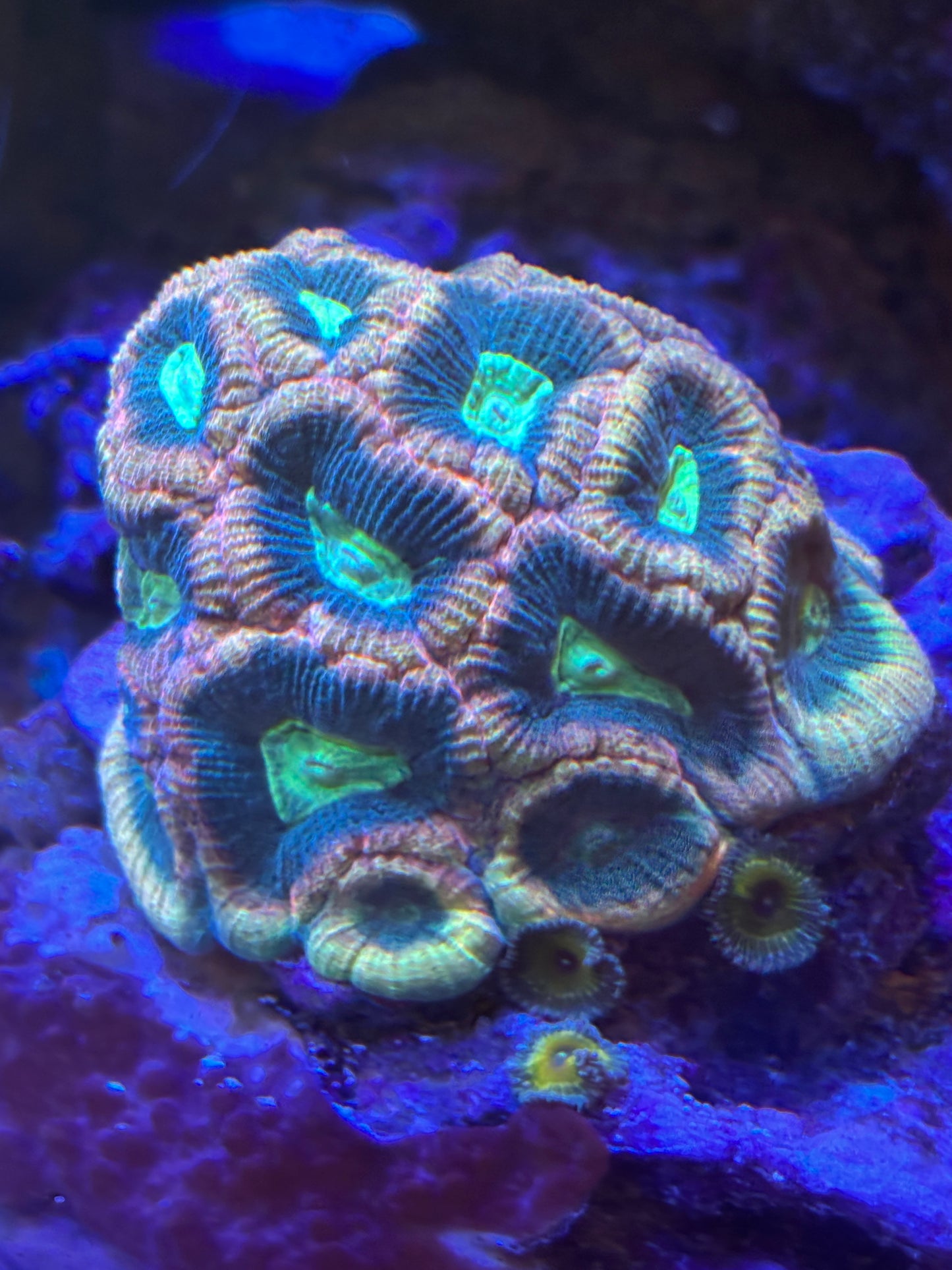 CapitalCorals- Cosmic Tide Goniastrea palauensis