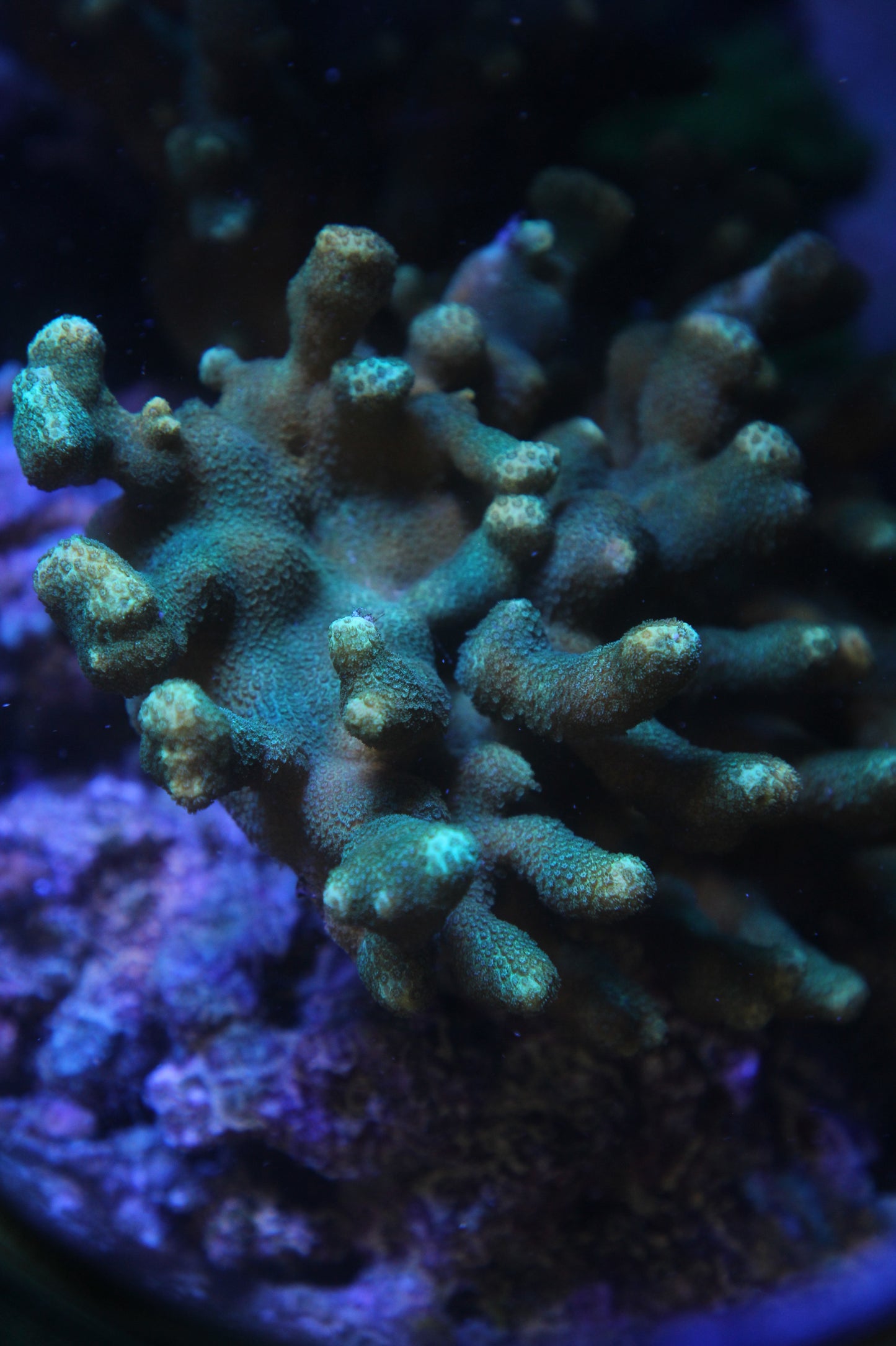 Branching Yellow Porites