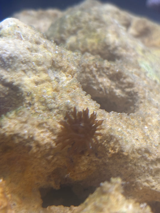 Majano Anemones (Anemonia cf. manjano)