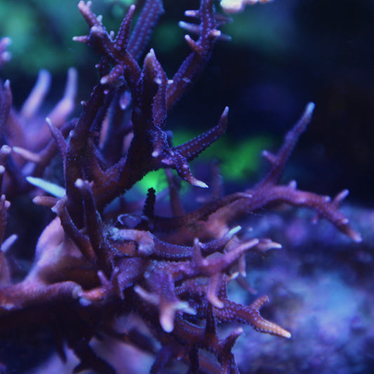 Pink Birdsnest Serioptera hystrix