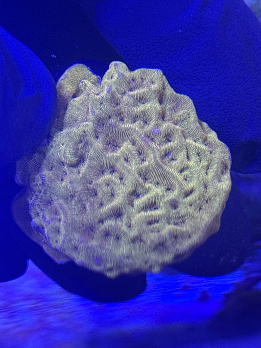 Leptoseris (Pumpkin Patch or Tangerine Juice) - Stoney Coral - Easy to Intermediate