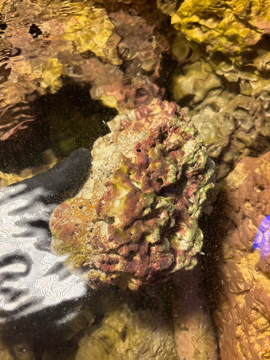 Live Rock – Natural Biological Filtration for Educational Aquaria