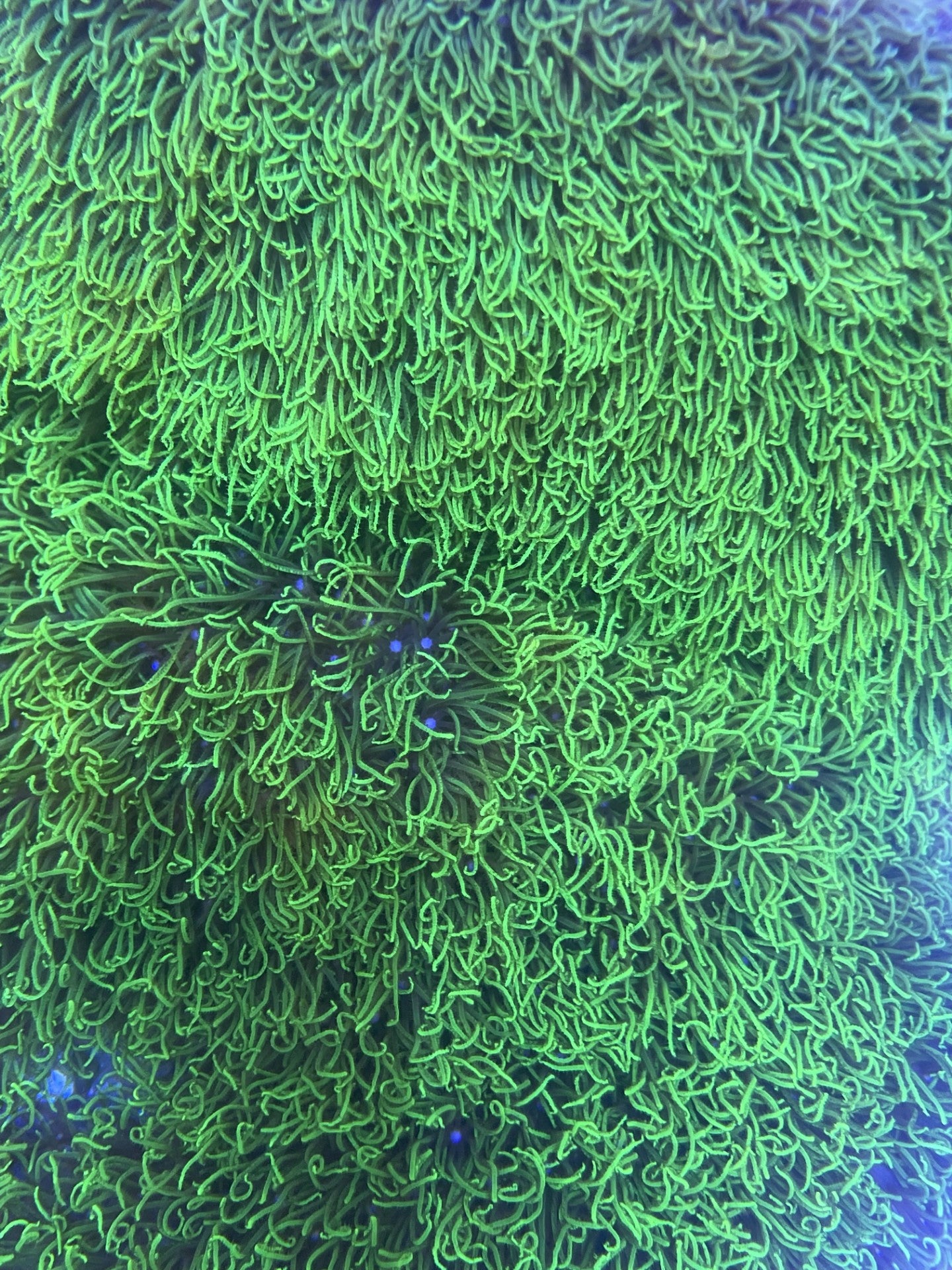Green Star Polyp