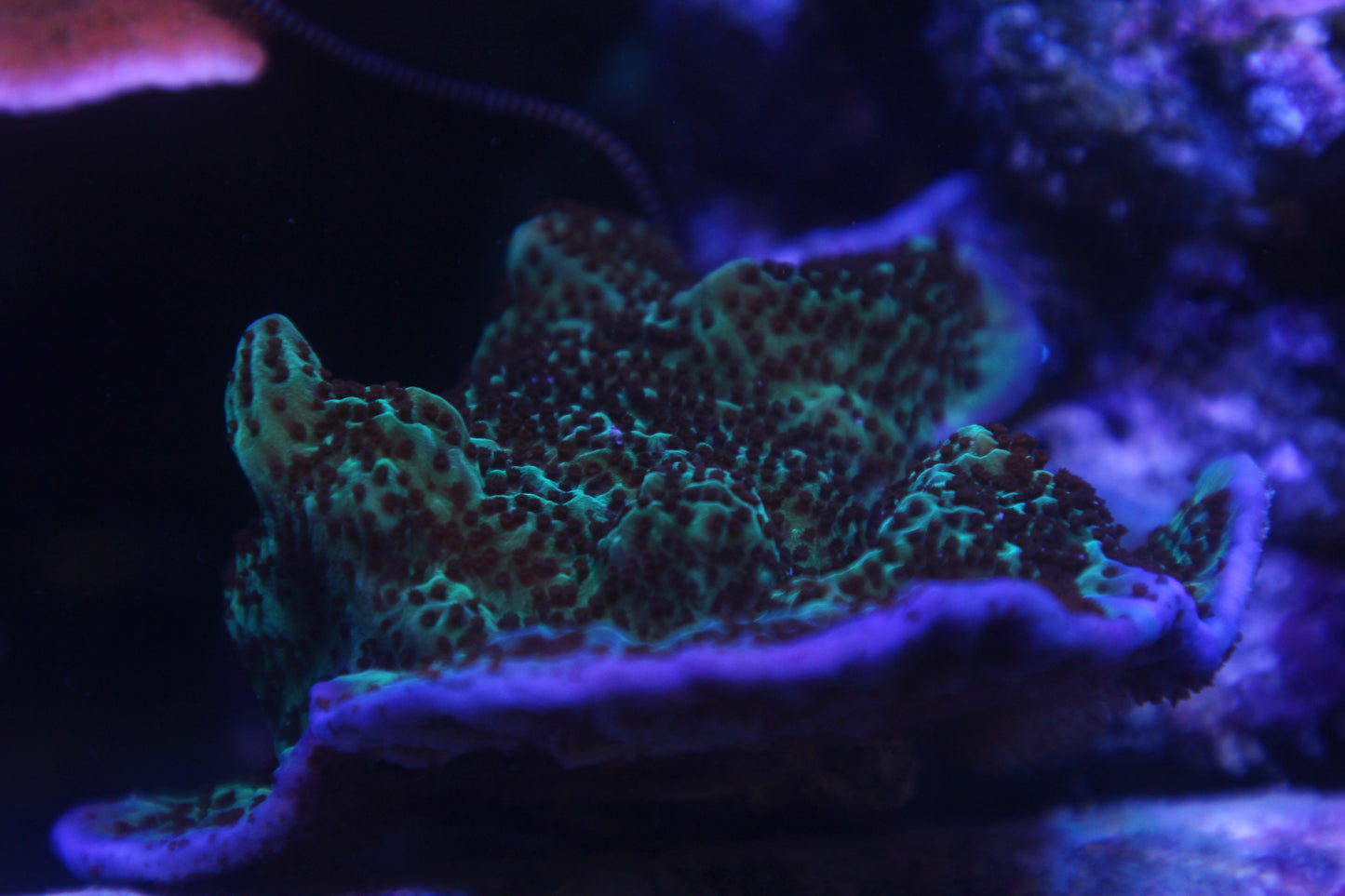 Jedi Mind Trick Montipora