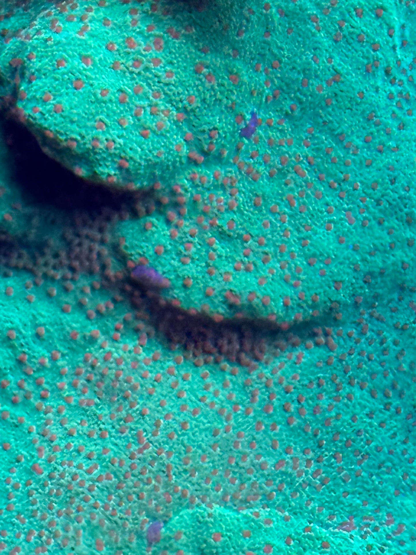 Seasons Greetings Montipora