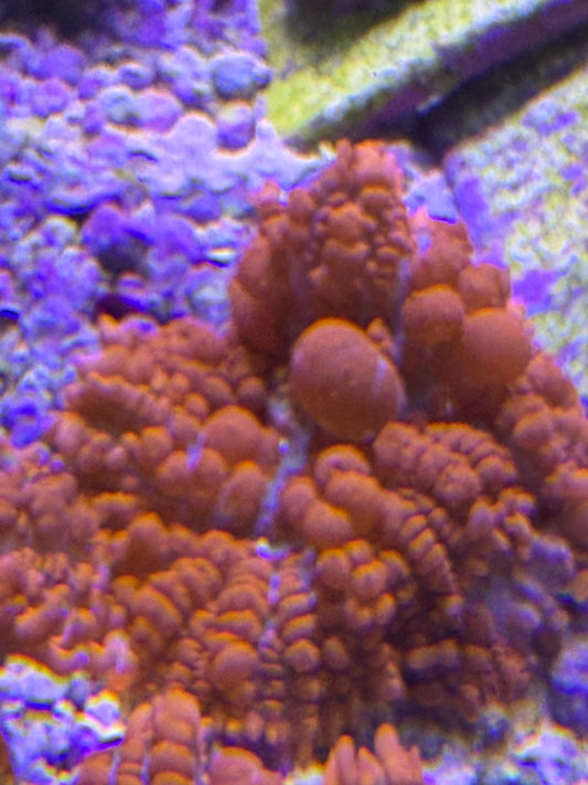 Credabounce Bouncing Mushroom