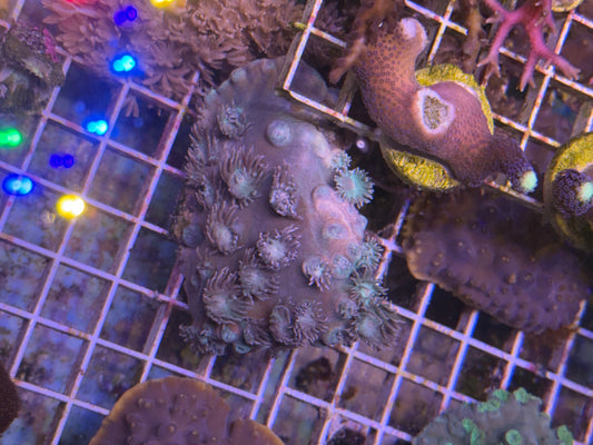 Turbinaria plate XL 4 pack- aquacultured