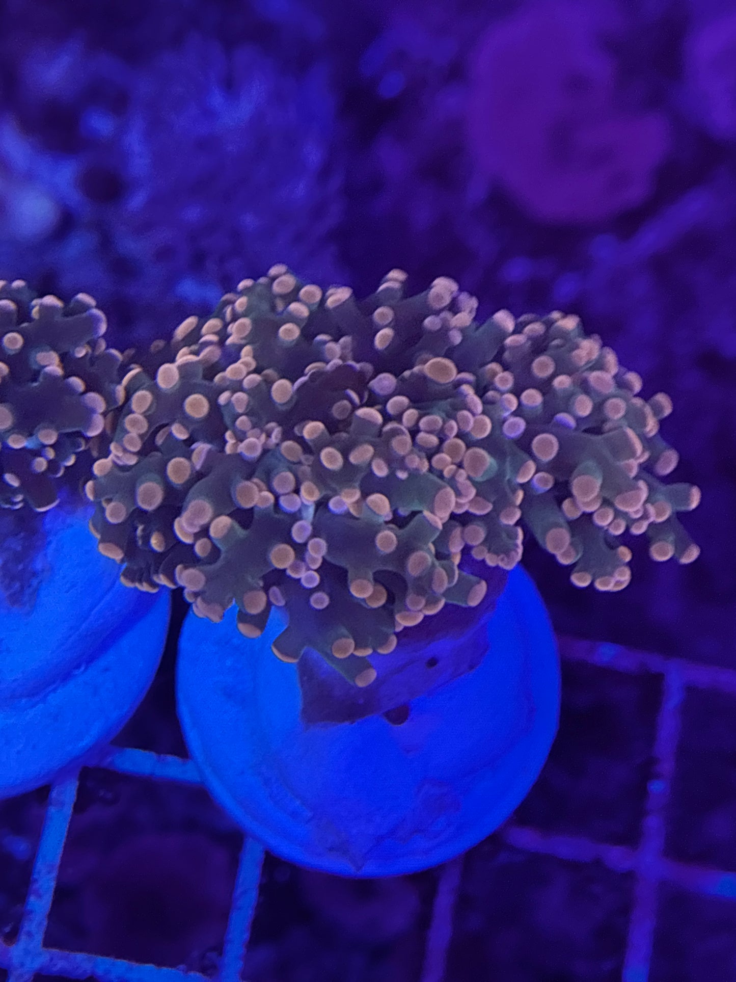 Triple Sec Frogspawn