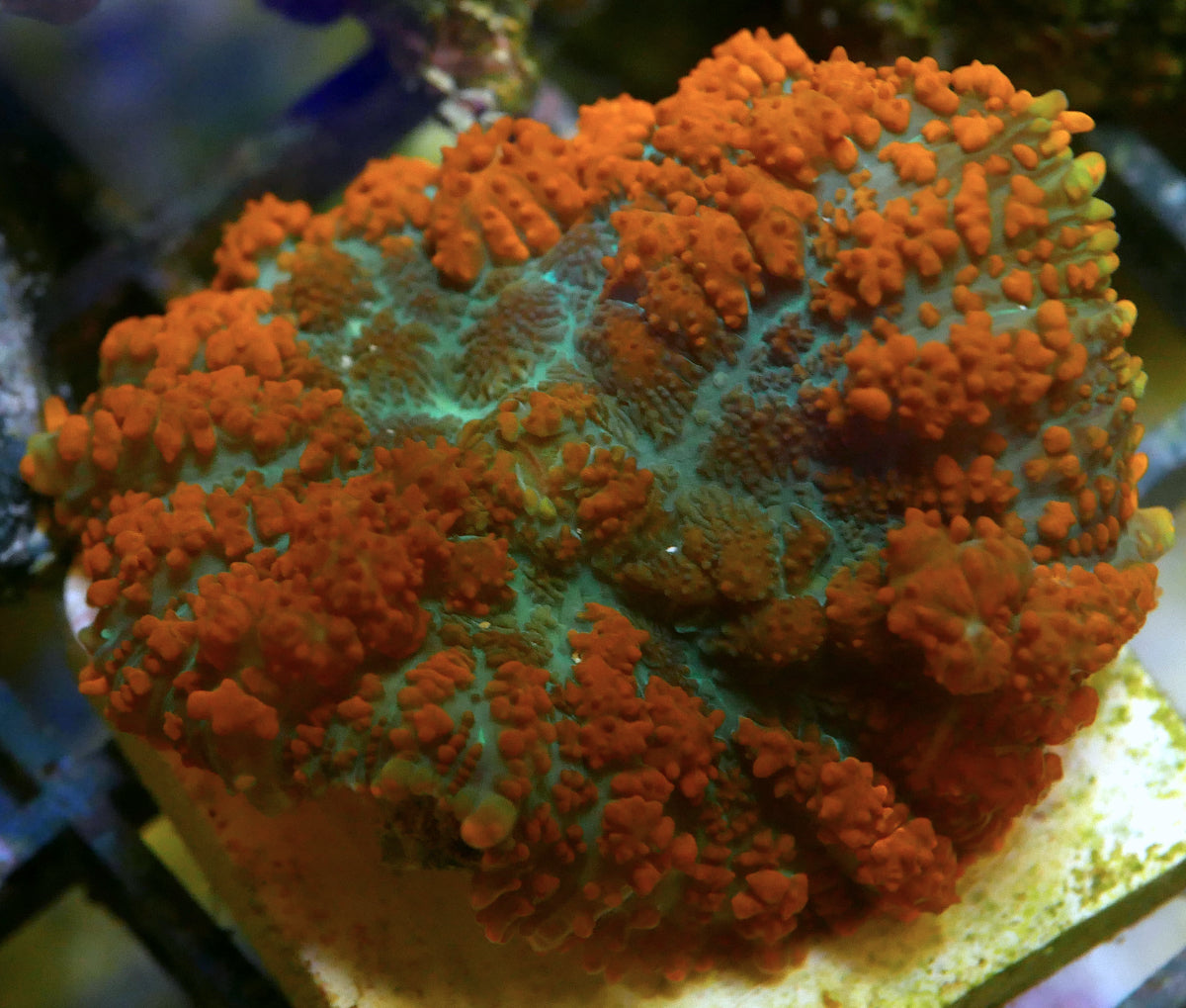 Credabounce Bouncing Mushroom