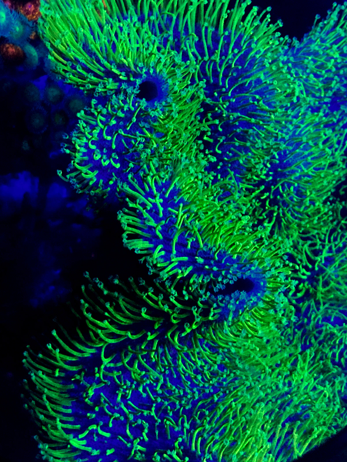 Sarcophyton Toadstool