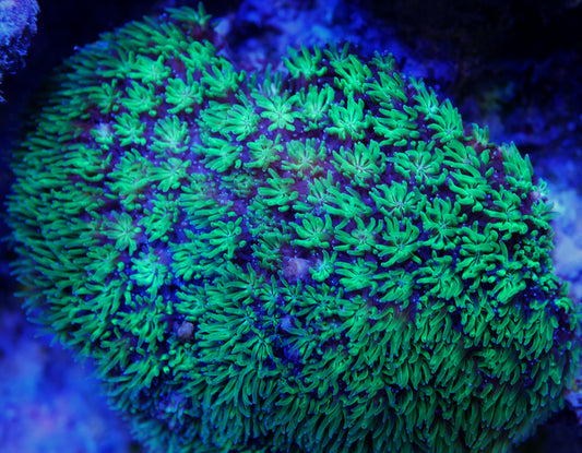 Bright Green Galaxea