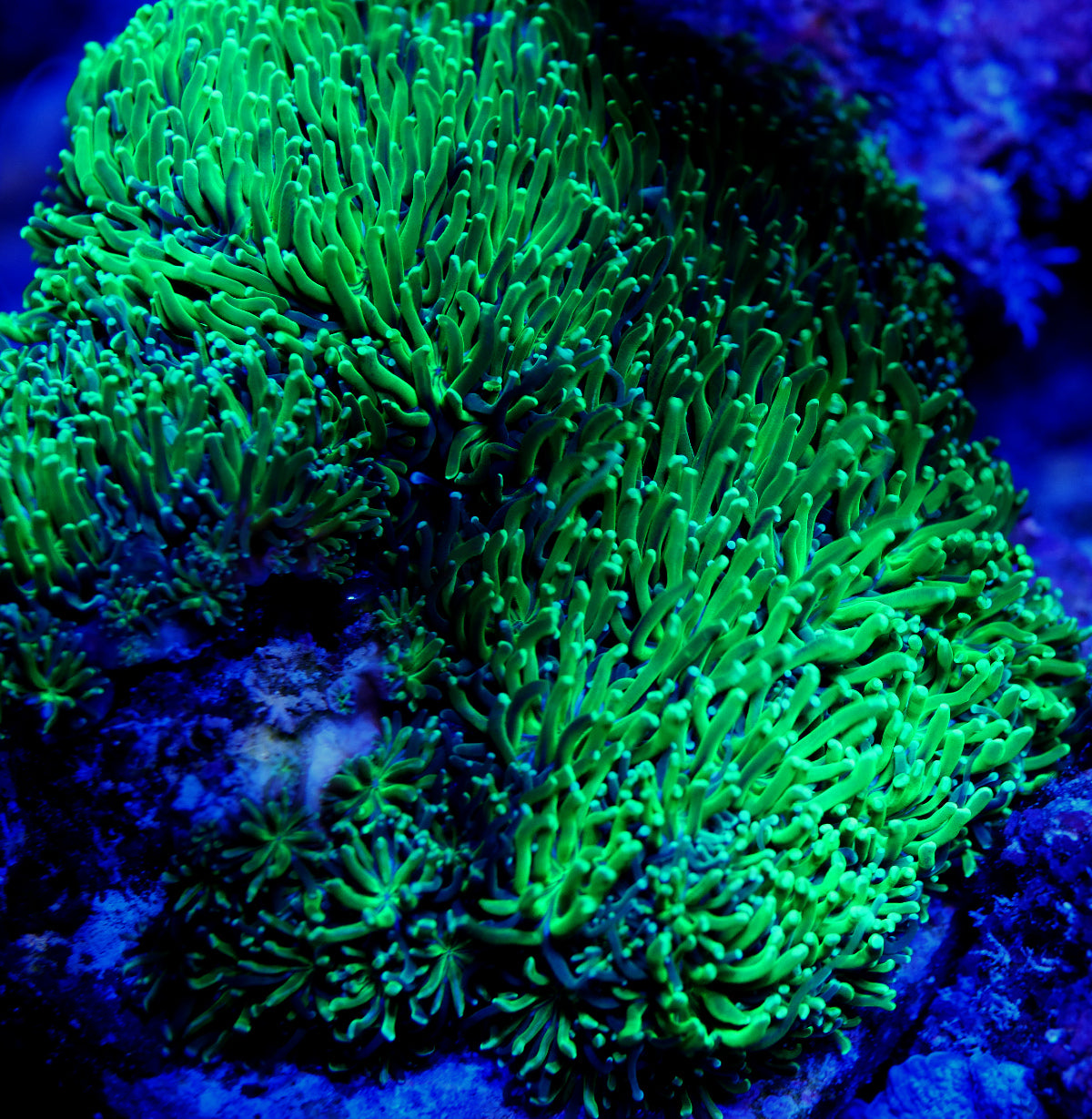 Bright Green Galaxea