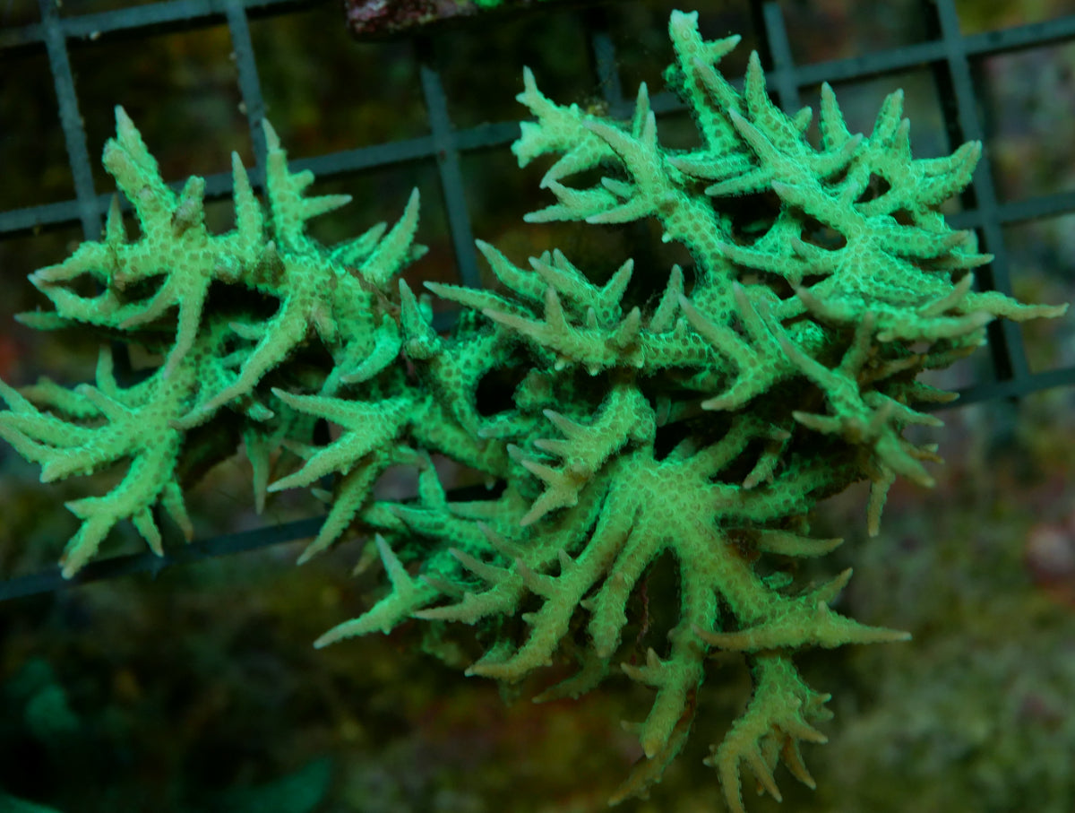 Bright Green Seriotera Hystrix