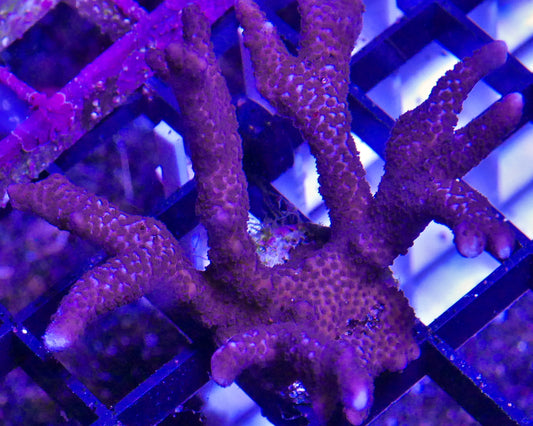 Montipora digitata 6 pack