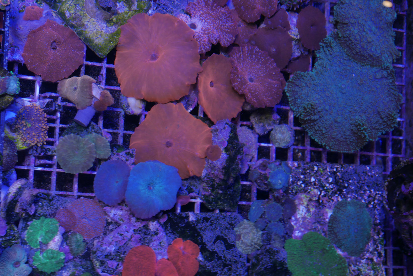 Farmers Pick Mix Package