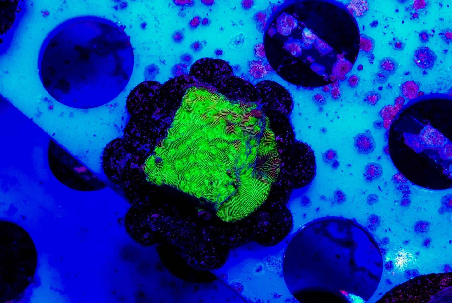 Electric Forest Leptoseris