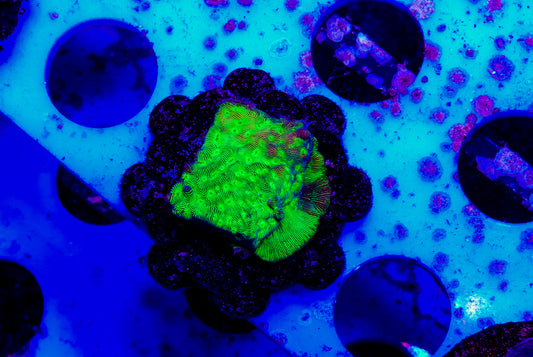 Electric Forest Leptoseris