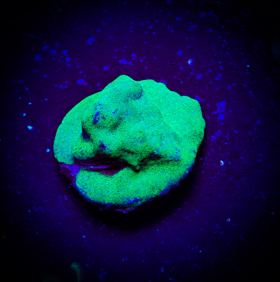 Lime Green Psammocora