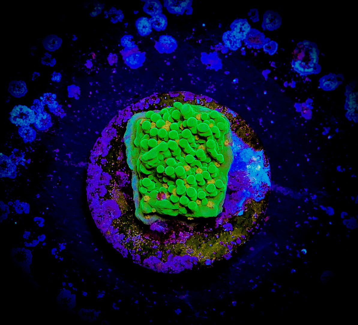 Seasons Greetings Montipora