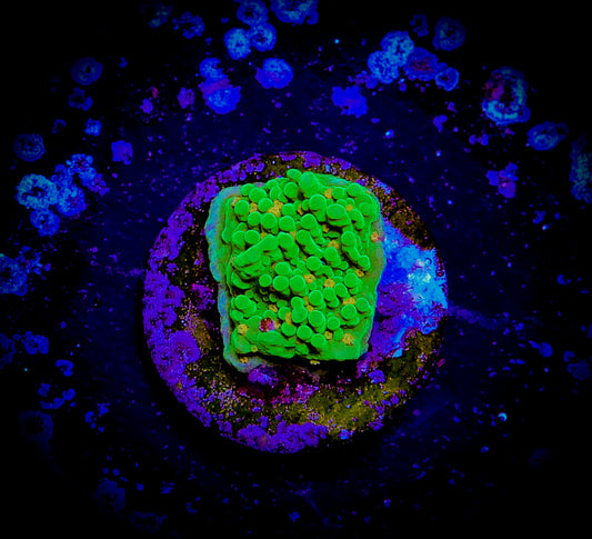 Seasons Greetings Montipora