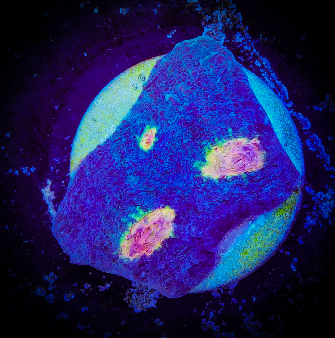 Miami Hurricane Chalice