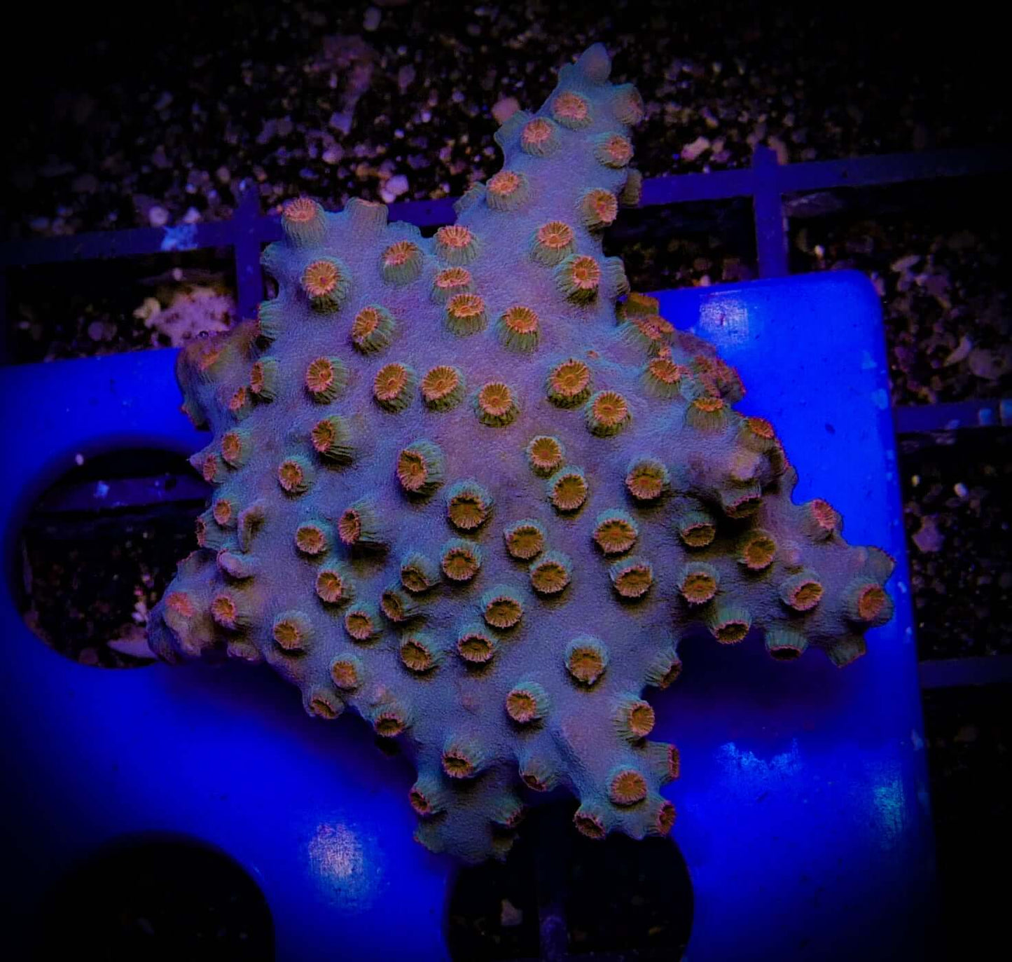 Meteor Shower Cyphastrea