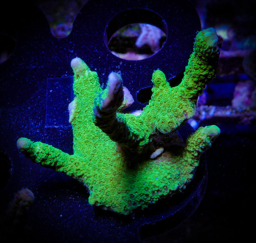 Green Montipora Digitata