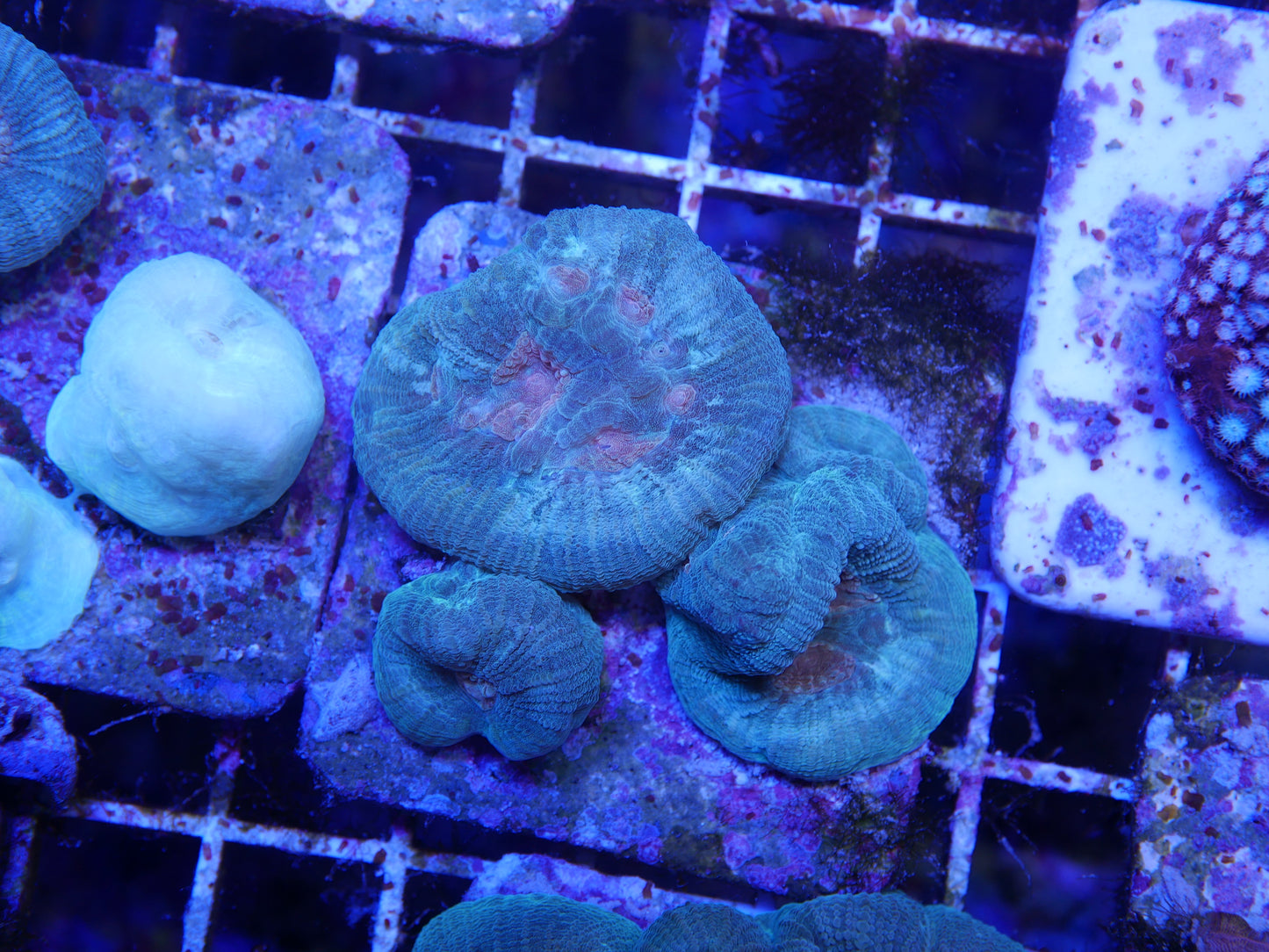 Green and Orange Goniastrea