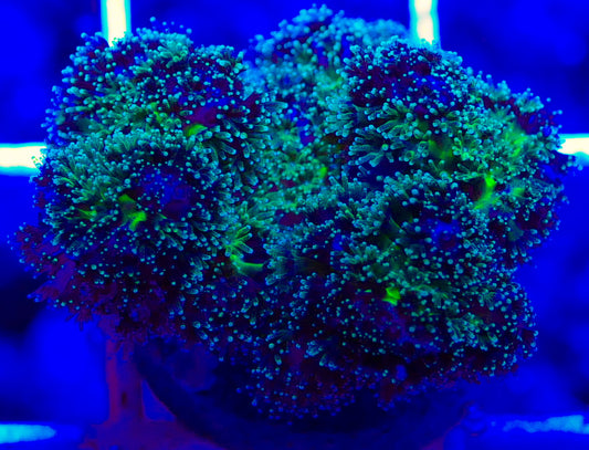 Purple Tipped Pocillopora Acuta