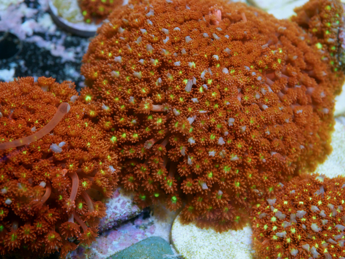 Phoenix Rising Goniopora