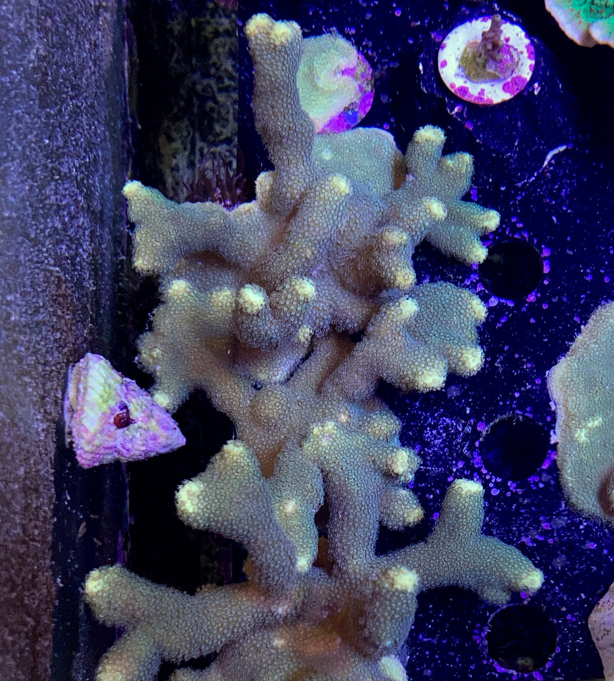 Branching Yellow Porites