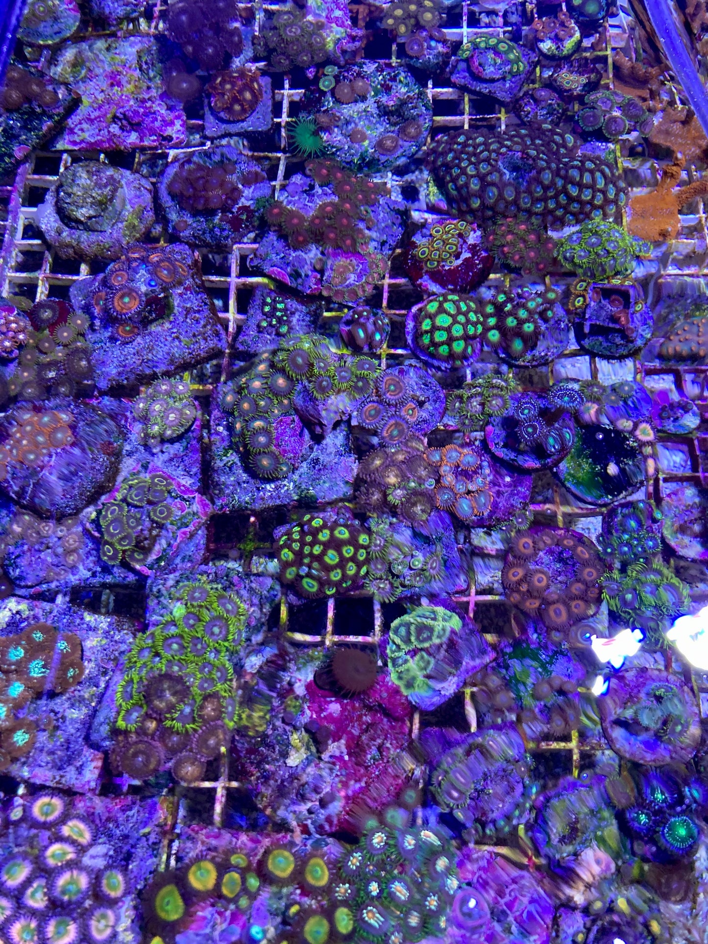 Fancy Assorted Zoanthids