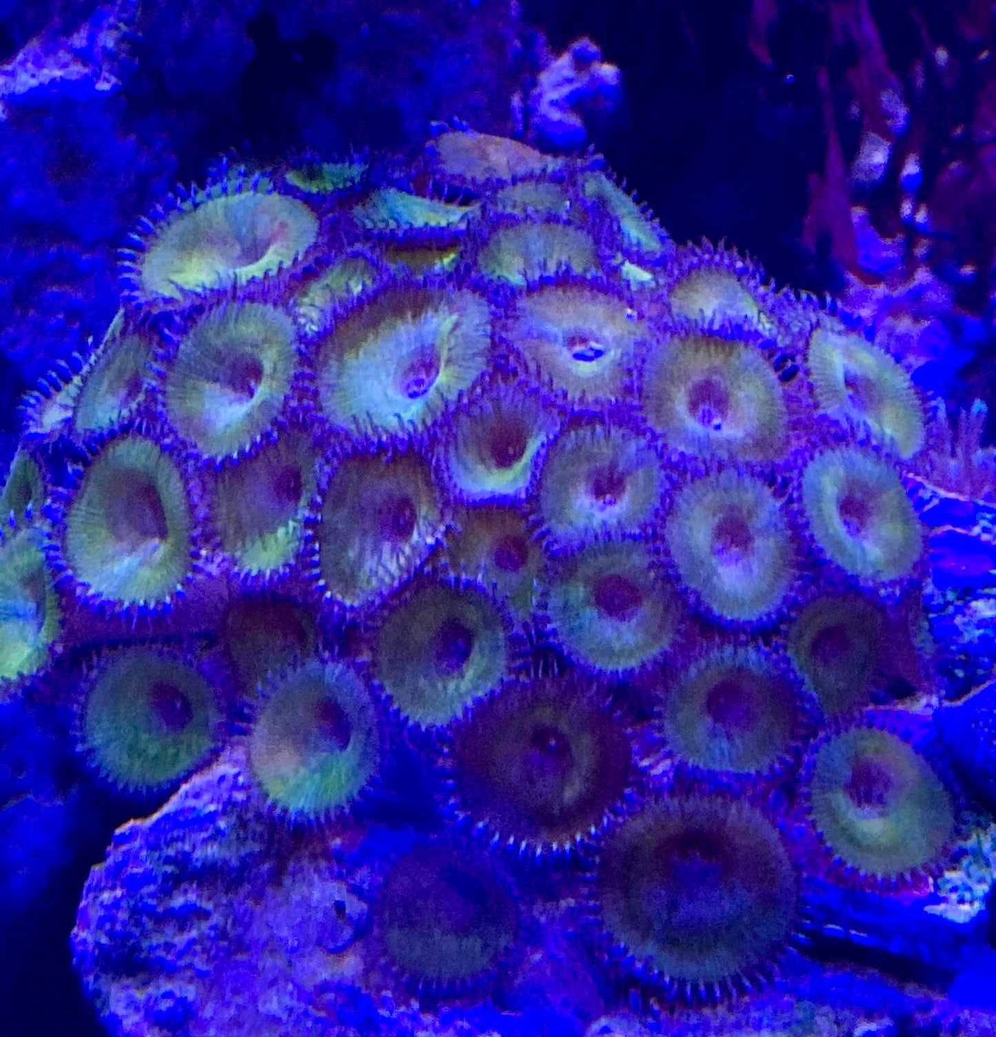 Assorted Palyotha Colony