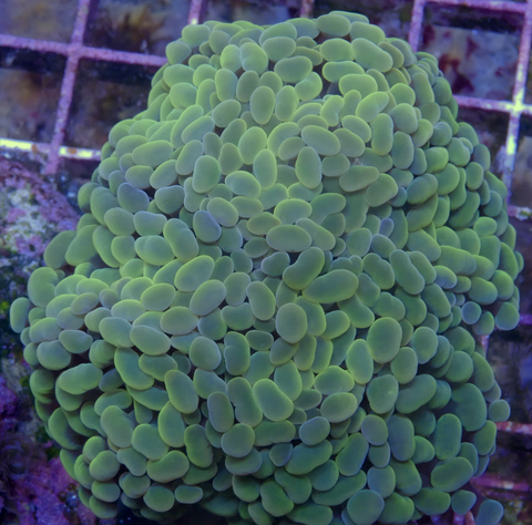 Large Polyp Stony Corals (LPS)