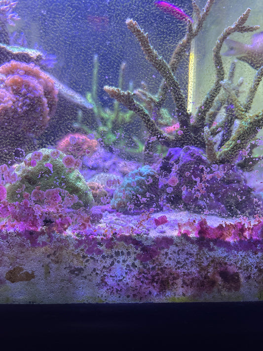 Live Sand Seed Starter – Boost Biological Filtration