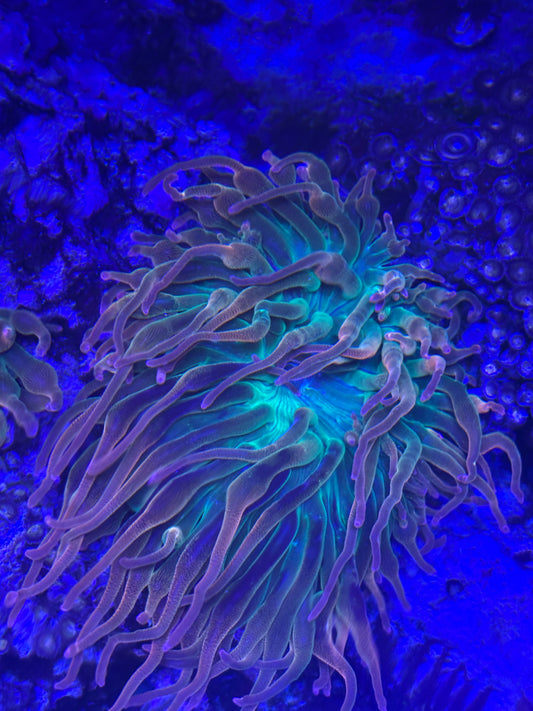 Rainbow Bubble Tip Anemone (Entacmaea quadricolor)
