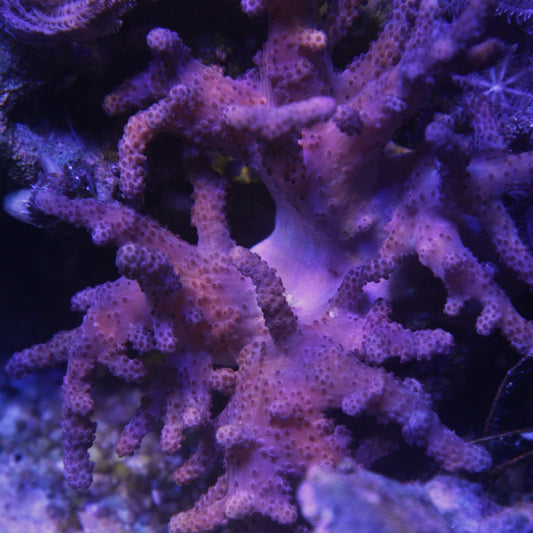 Sinularia Finger Leather