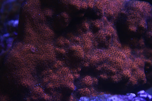 Red-Orange Encrusted Porites