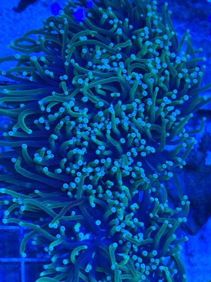 Dragon Soul Torch- Bi color Euphyllia glabrescens