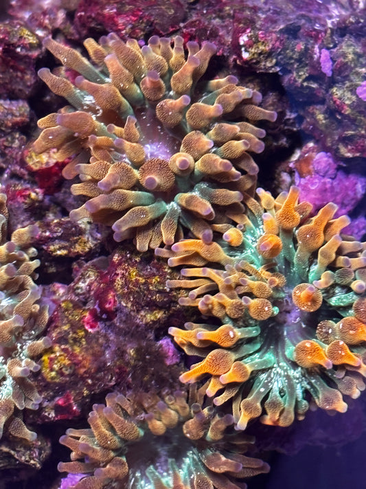 CapitalCorals Mini Rainbow (Purple Tip)