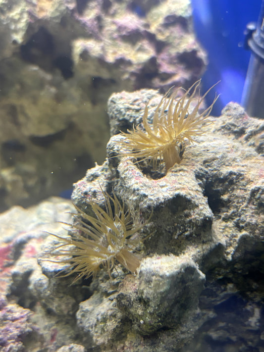 Glass Anemone (Aiptasia pallida)