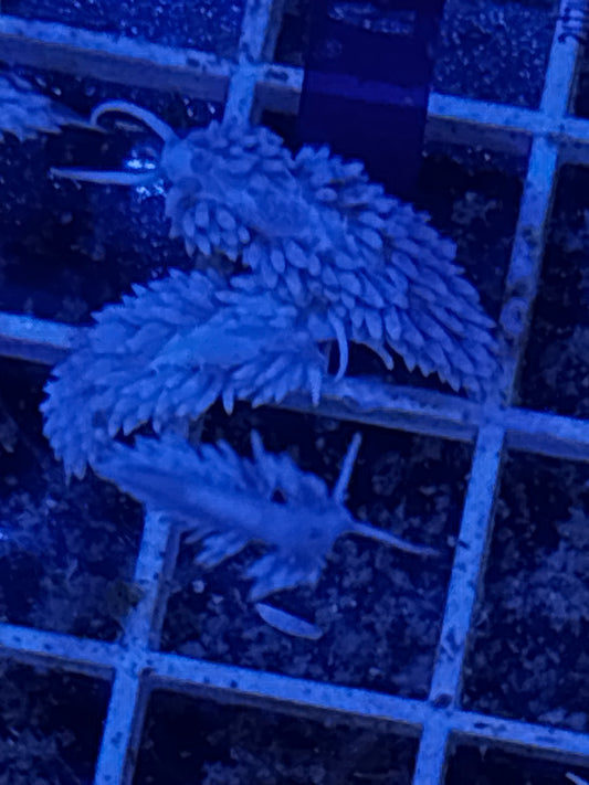 Berghia nudibranch