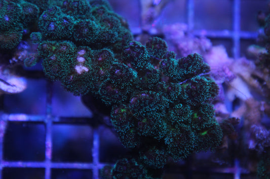 Purple Tipped Pocillopora Acuta
