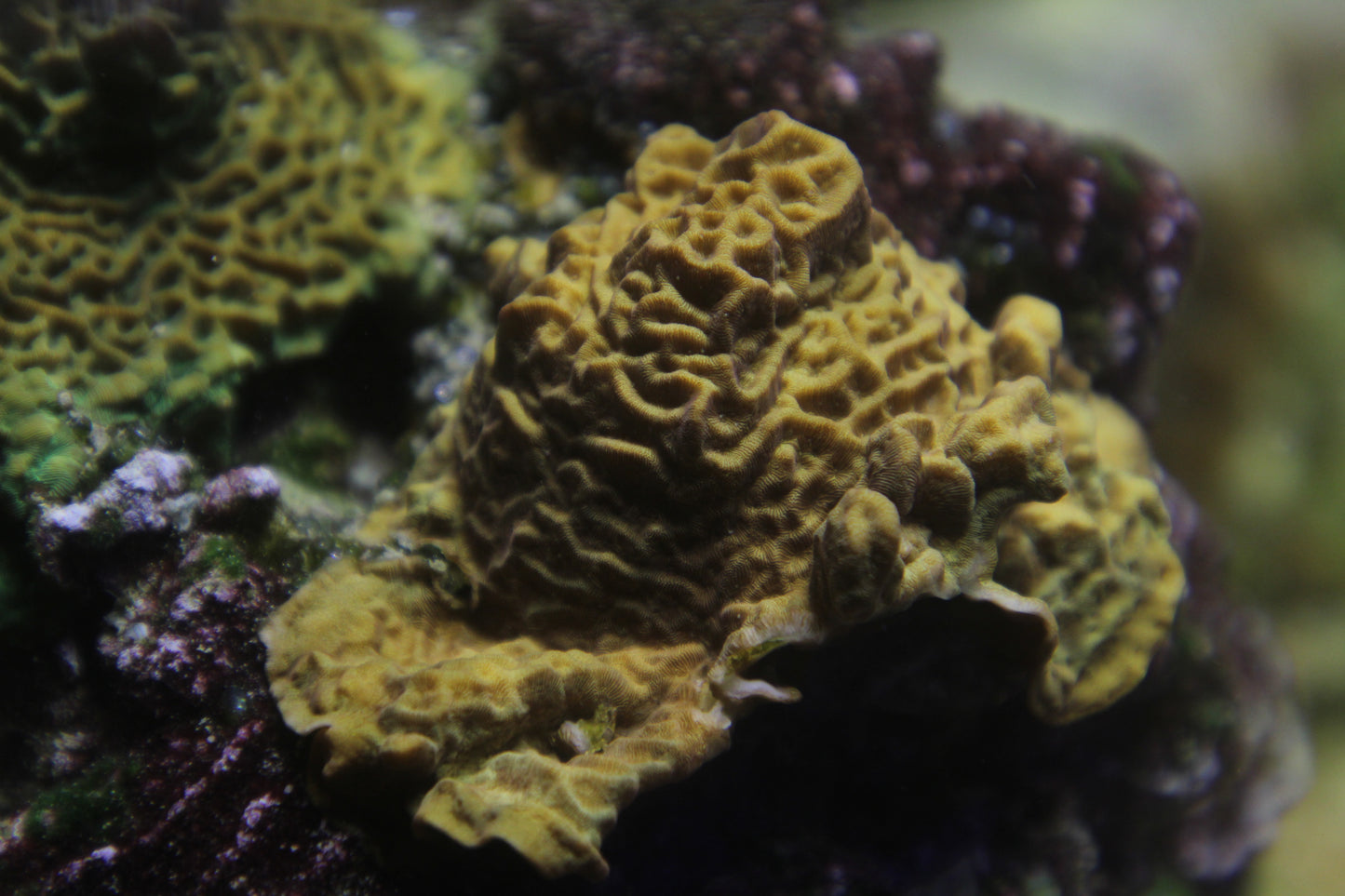 CC Tangerine Juice Leptoseris