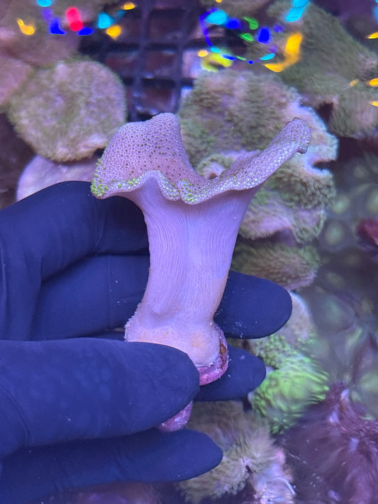 Toadstool Leather (Sarcophyton) - Soft Coral - Easy