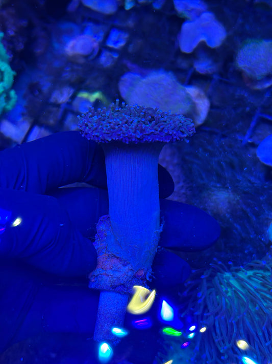 Toadstool Leather (Sarcophyton) - Soft Coral - Easy