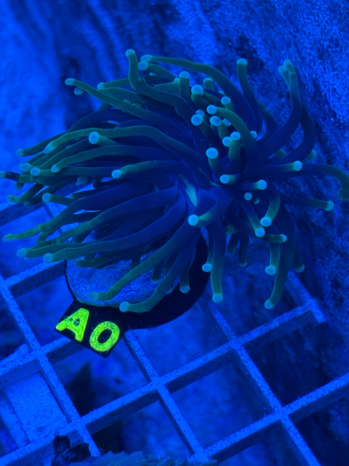 Dragon Soul Torch- Bi color Euphyllia glabrescens