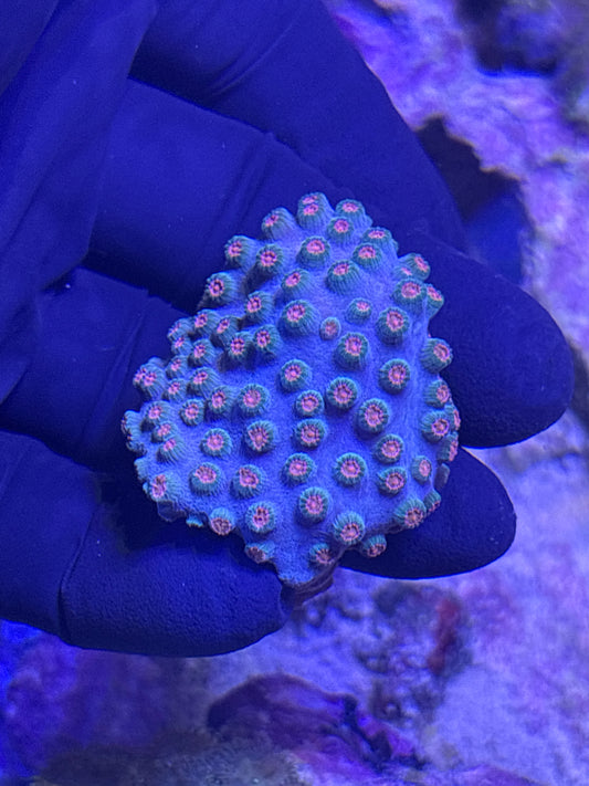 Meteor Shower (Cyphastrea) - Stoney Coral - Easy to Intermediate