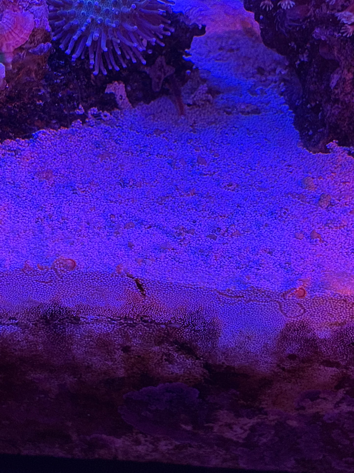 Live Sand Seed Starter- 1LB (~2lb with seawater)