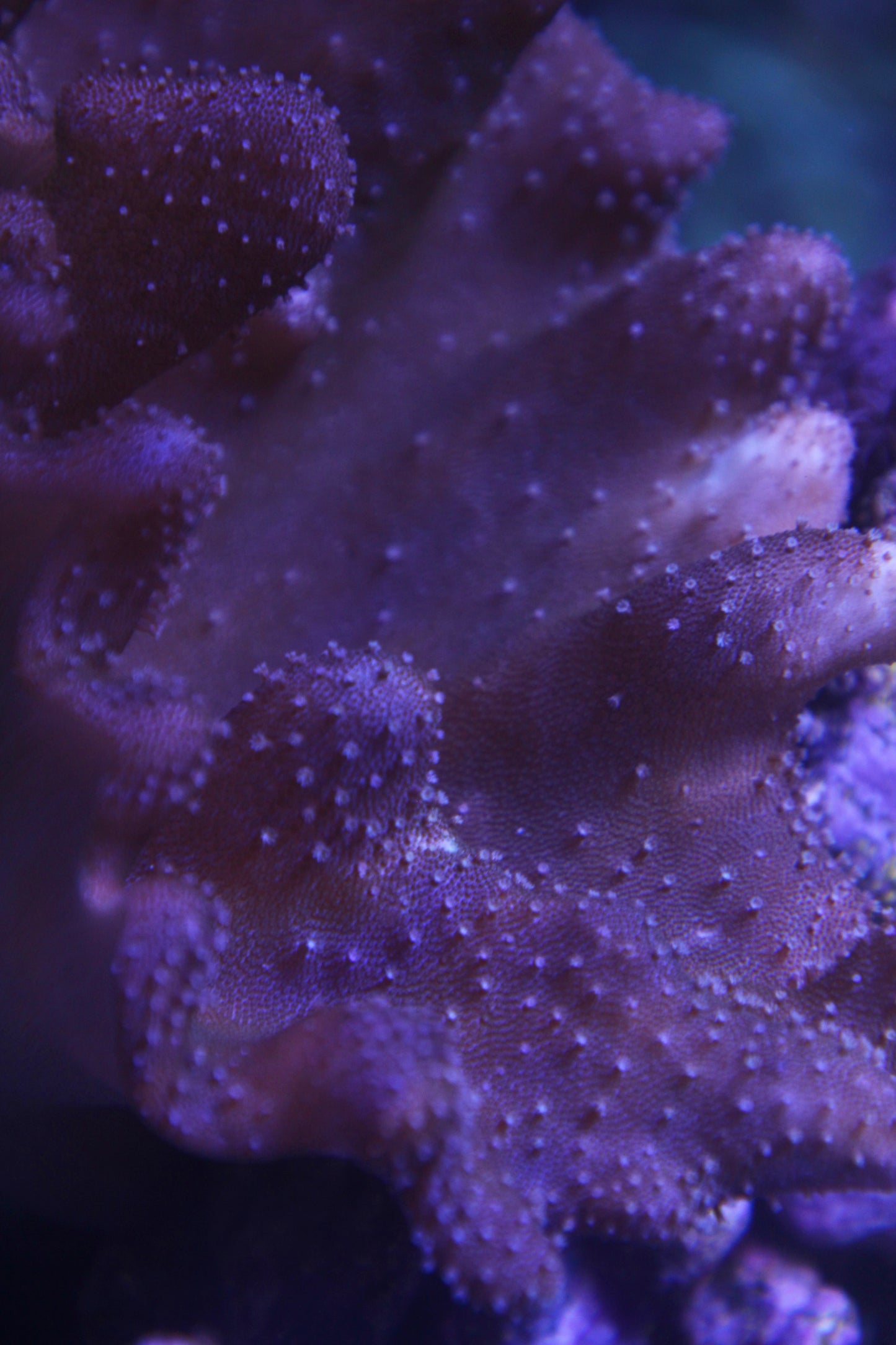 Lobophyton- Devil's Hand